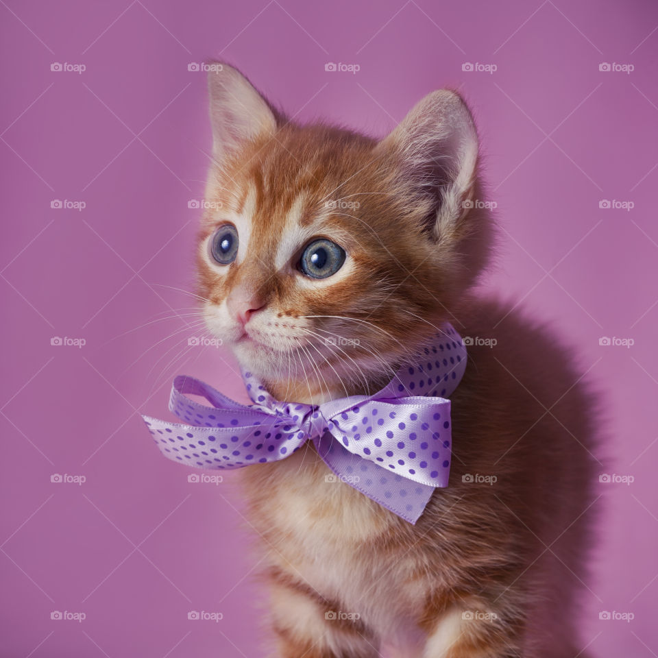 Red tabby kitten on pink background 