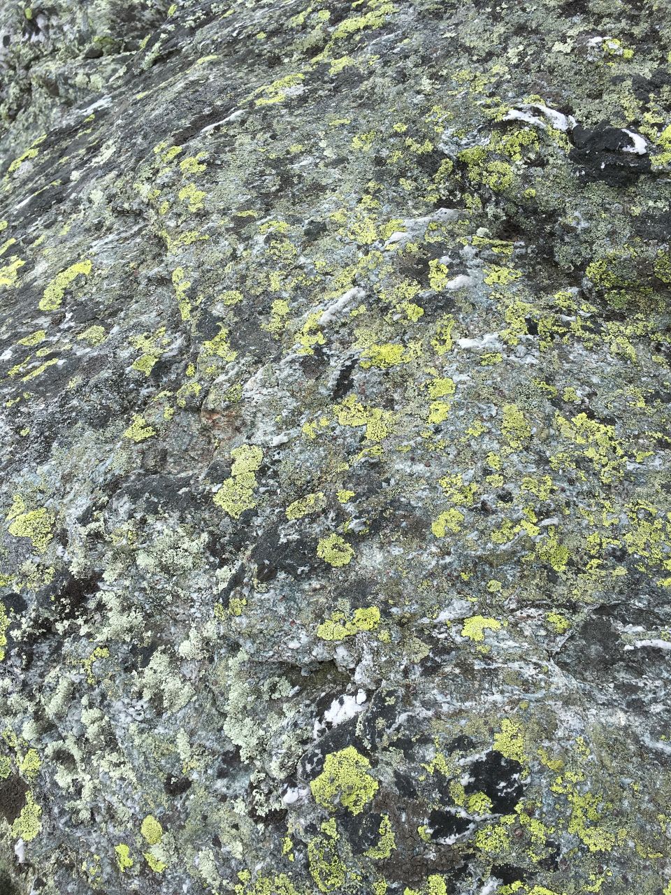 Lichen on Mount Mansfield