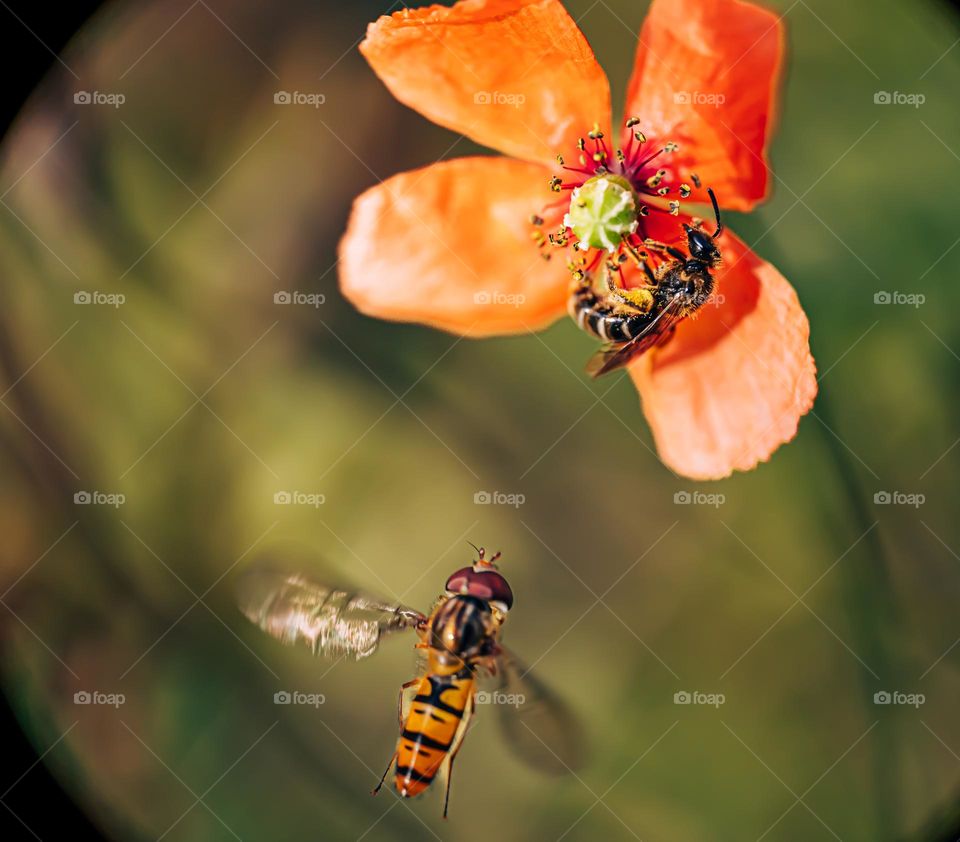 the delicate nature worth protecting