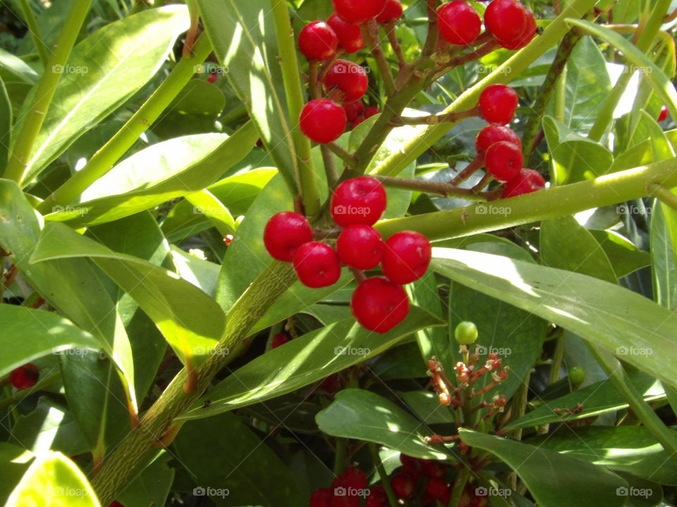 Red berries