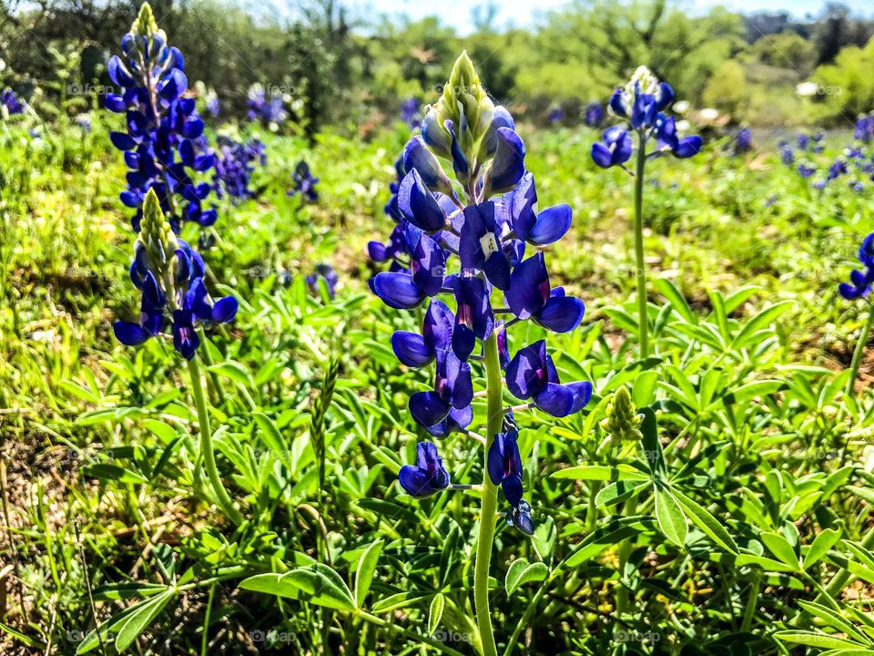 Bluebonnets 