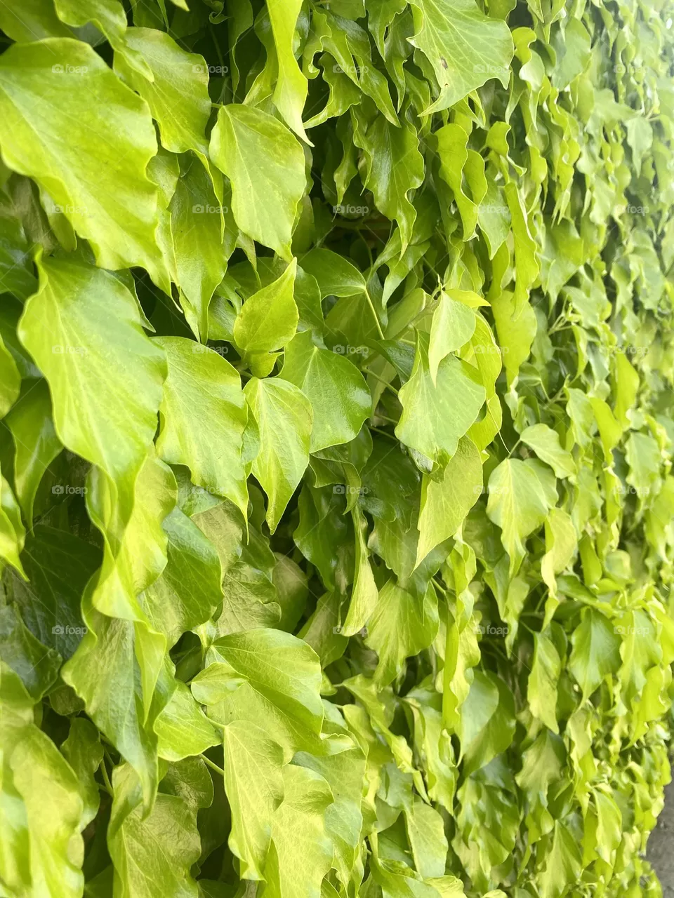 Life fence