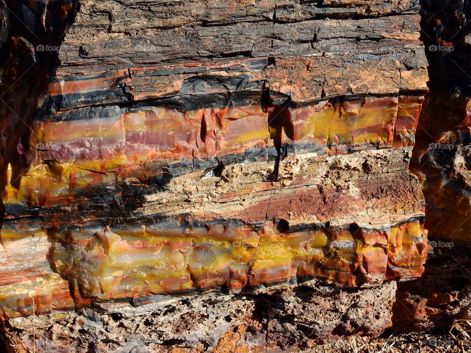 Petrified wood