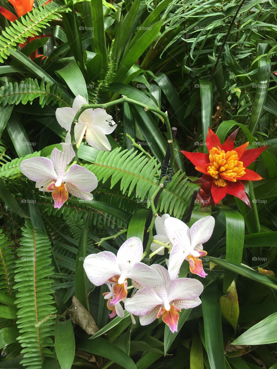 Tropical plants, green ferns, white and pink flowers, red and yellow flowers, rainforest 
