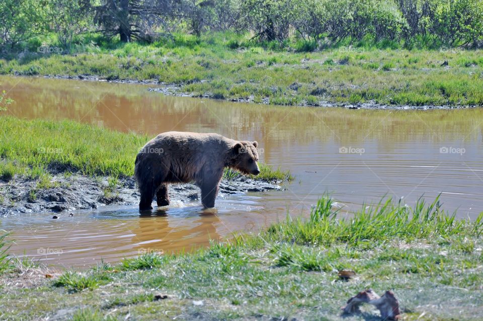 Bear wandering and having a dip in the swamp
