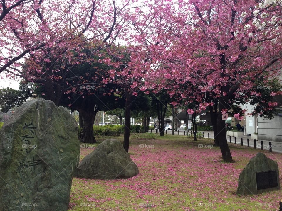 cherry blossom. Japan