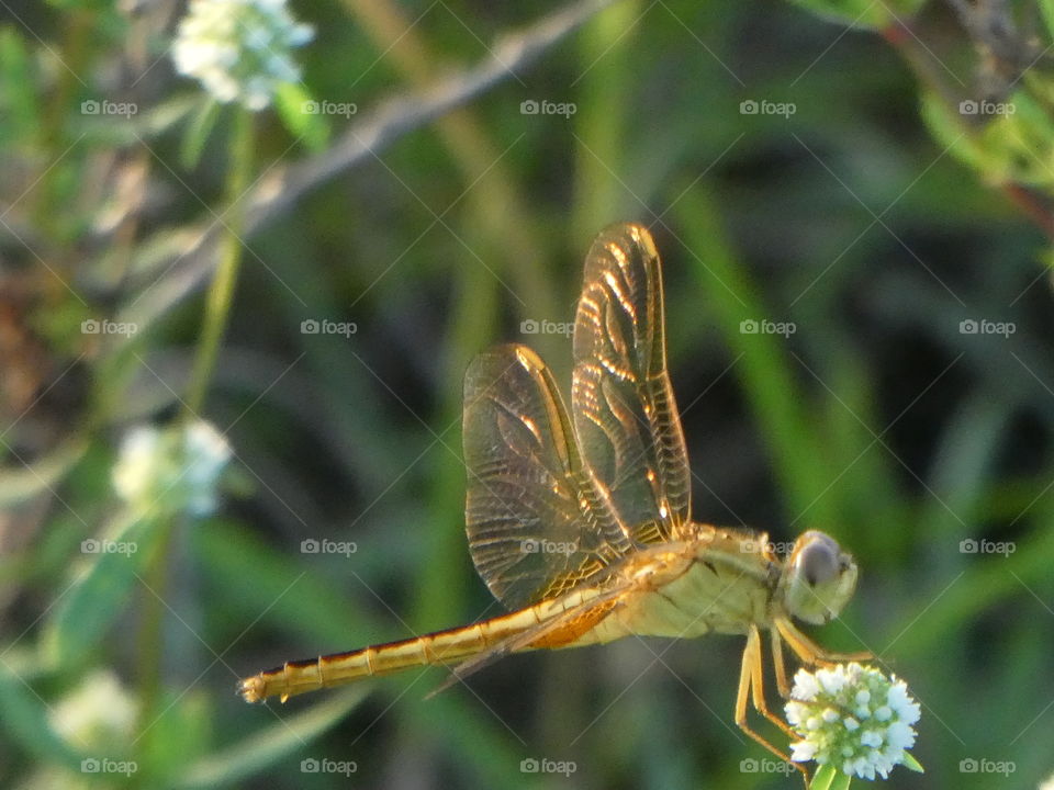 crystal wings