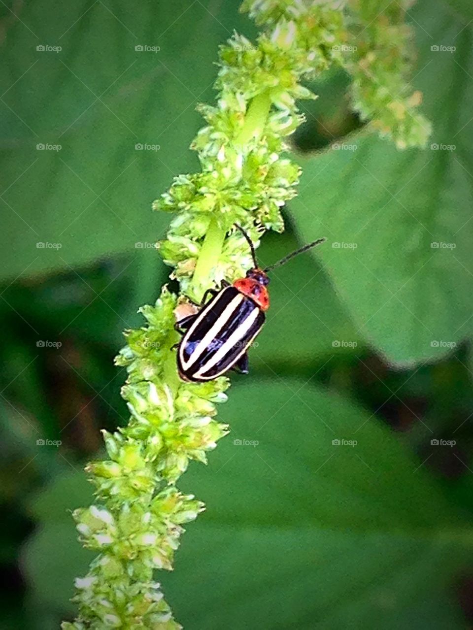 Close up Bug on Plant