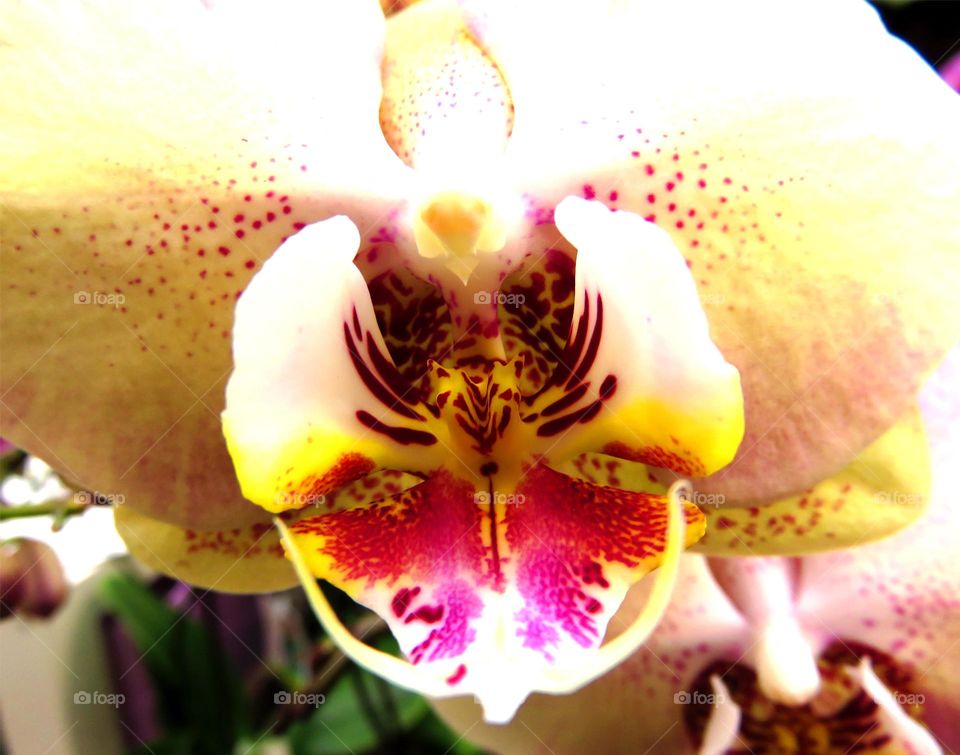 orchid heart