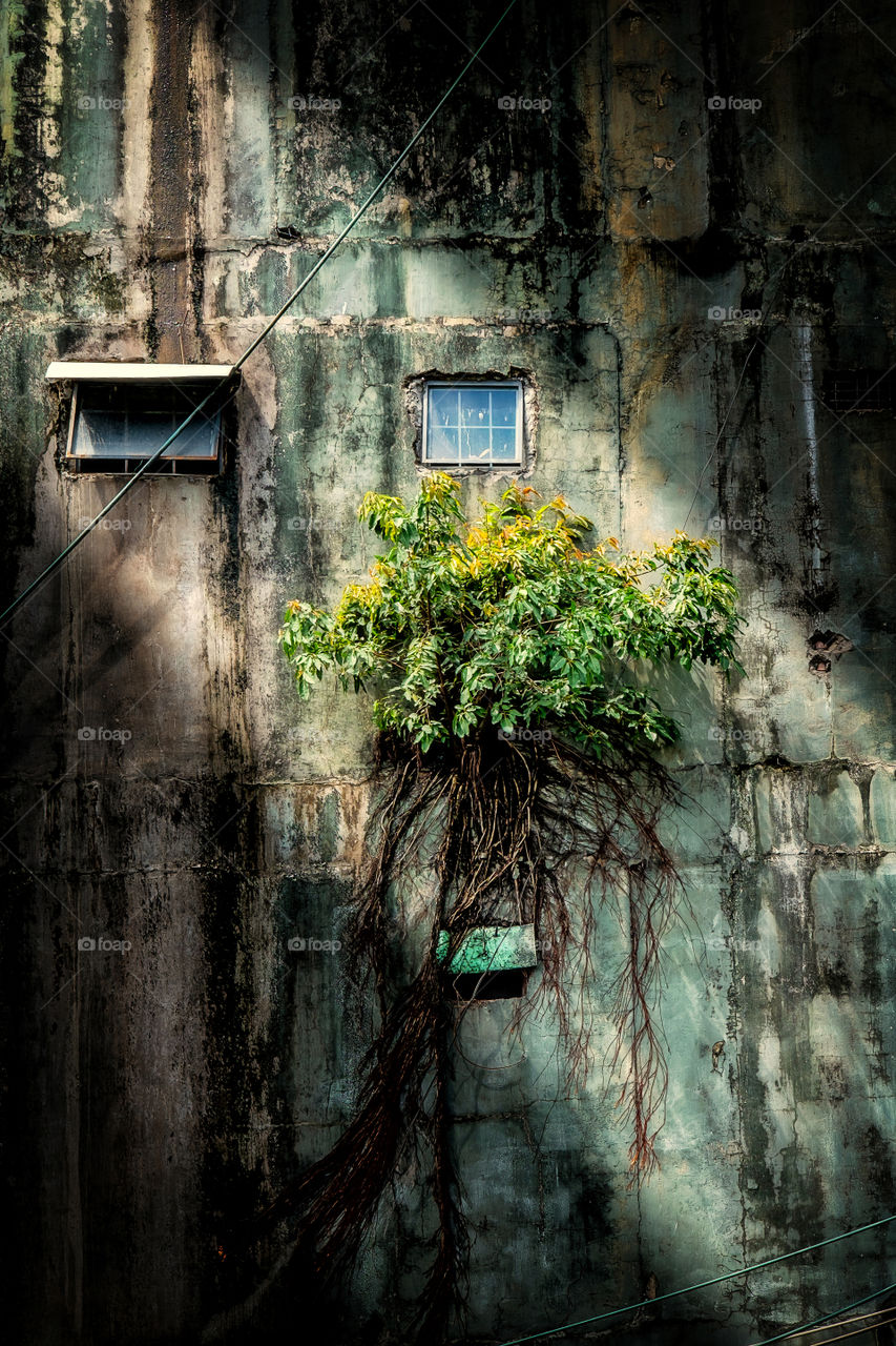 Plant on a wall