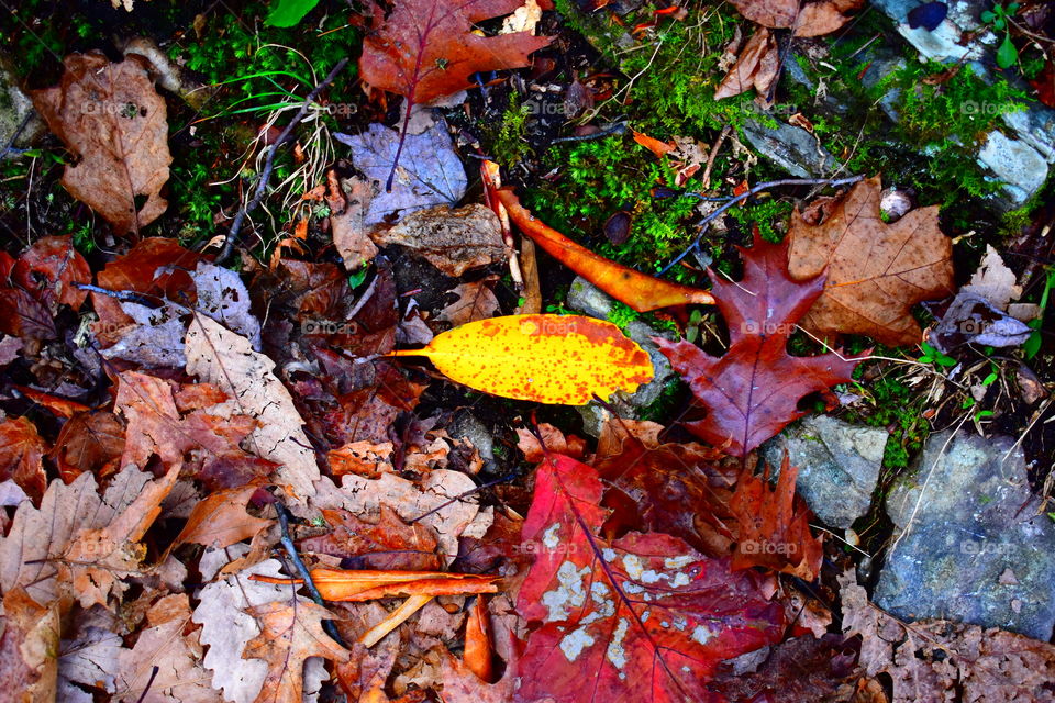 "Autumn whispered to the wind, I fall; but I always rise again. " - Angie Weiland Crosby