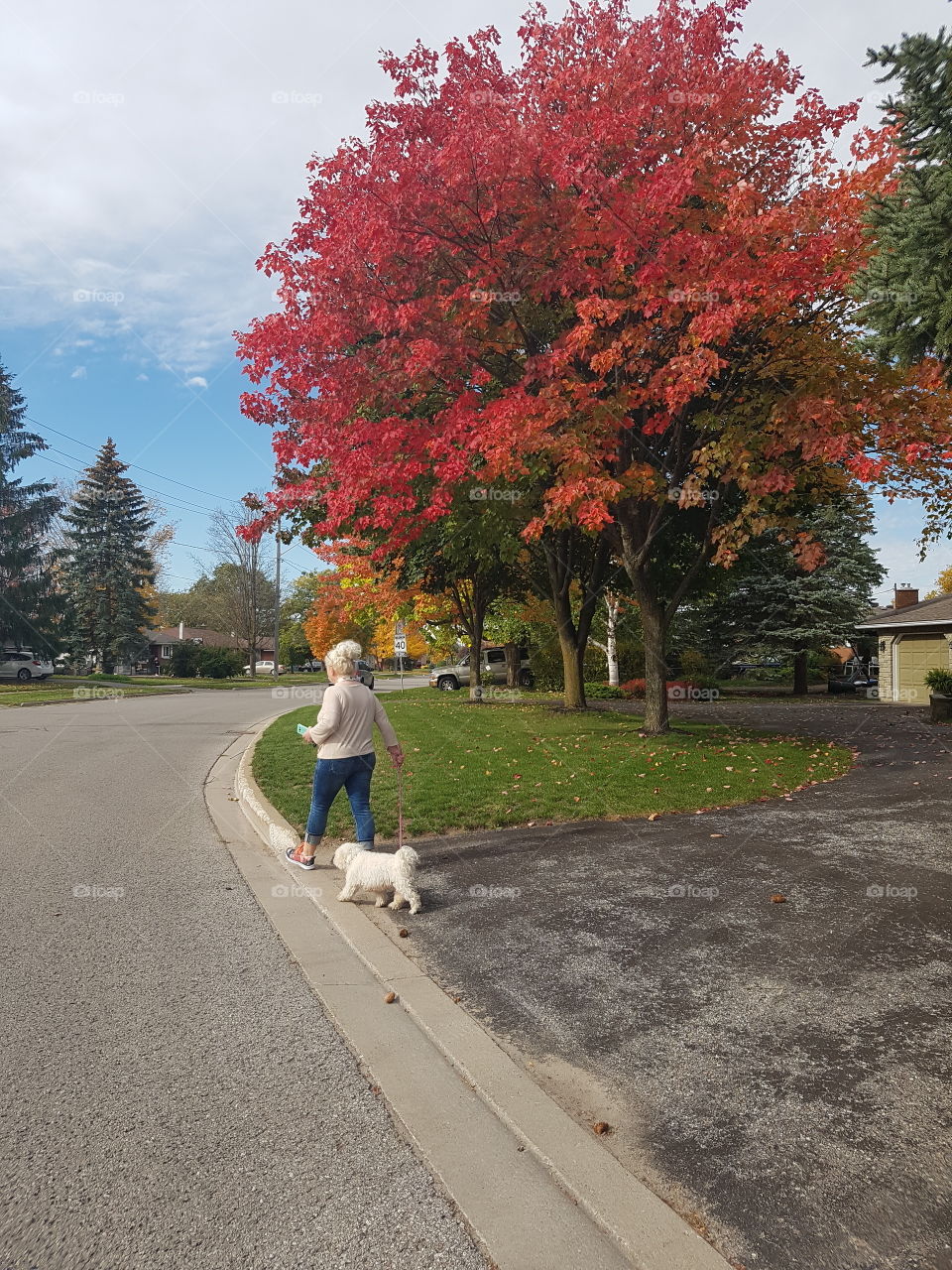 Woman walking a small white dog in Barrie, Ontario during a sunny, warm autumn afternoon.