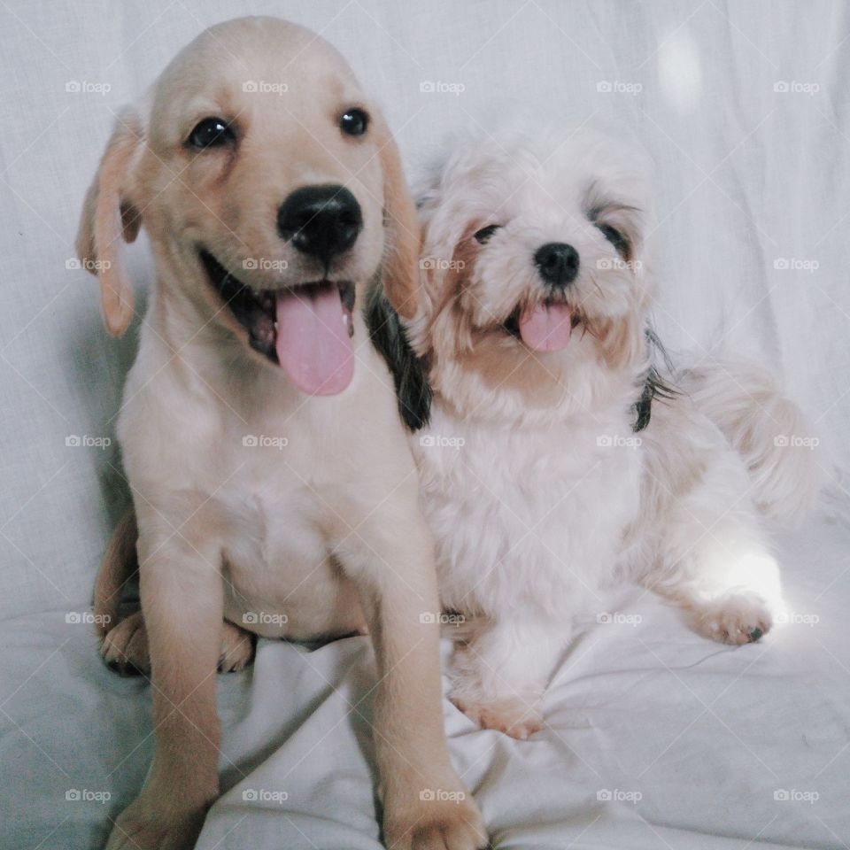 Happy Puppies ❤️