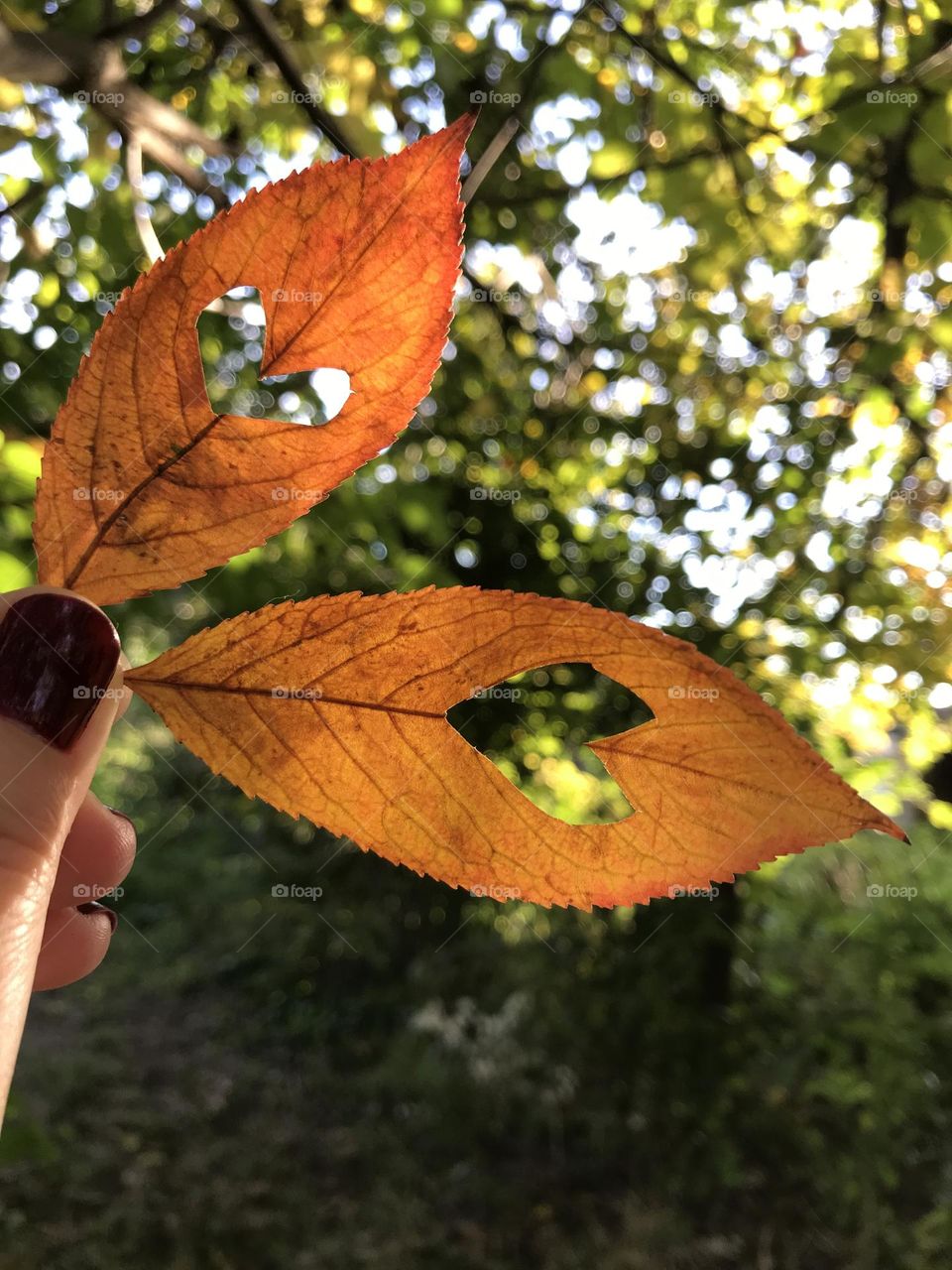 Colorful leaves in fall with heart shapes on them