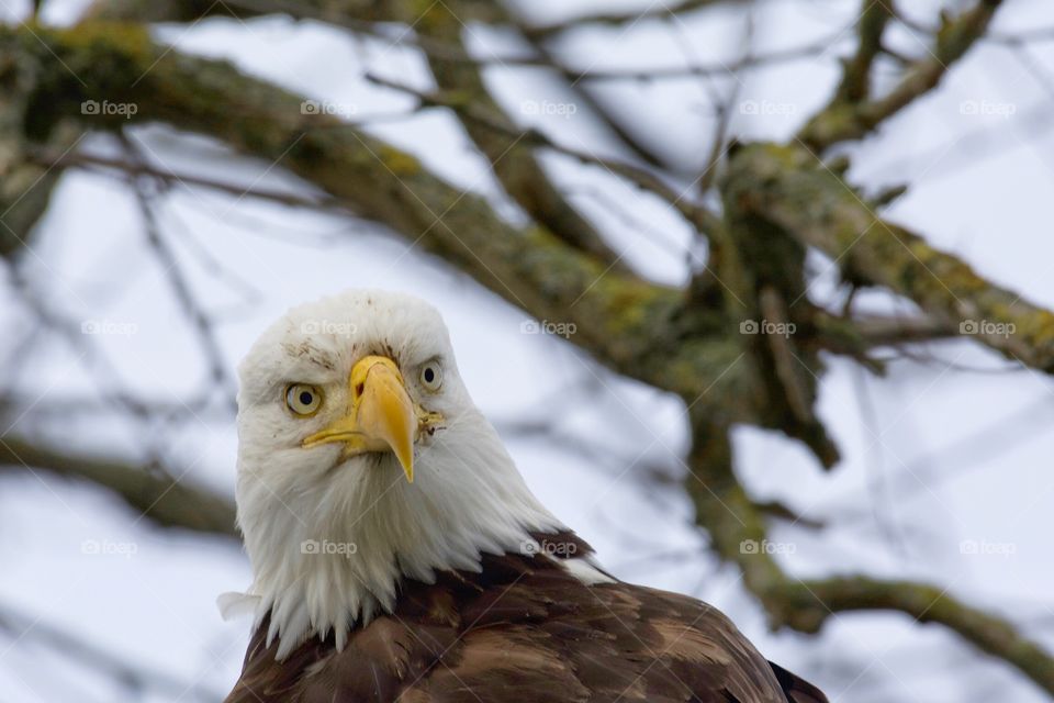 Bald eagle