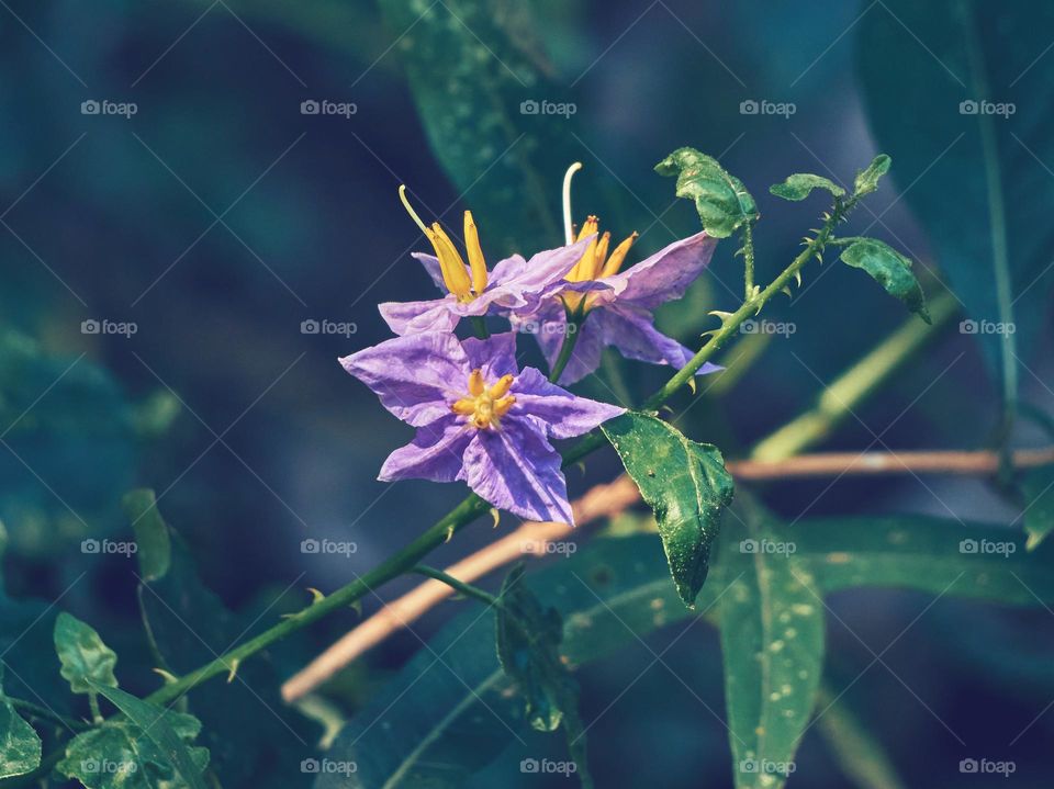 Chilean potato tree flower