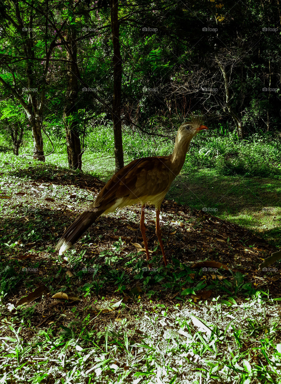 Siriema do Mato Grosso