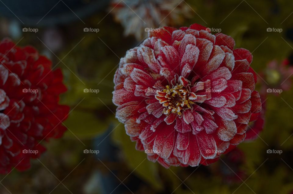 Flower covered in morning frost.