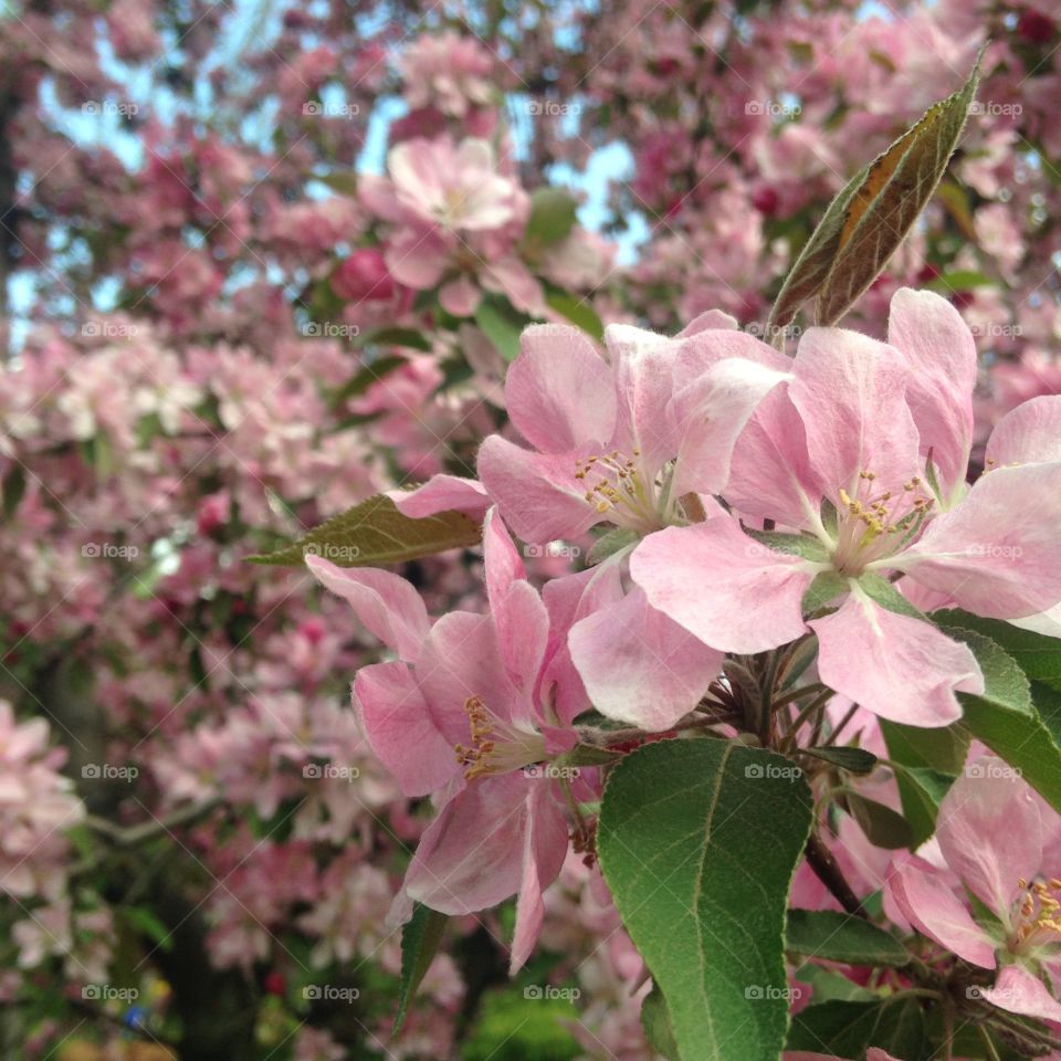 Blooming apple tree