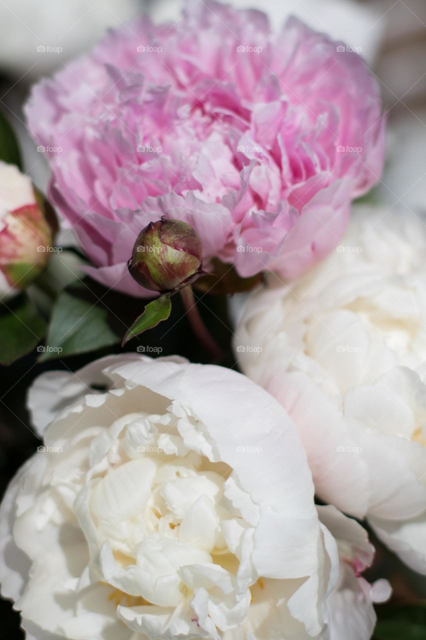 Peonies 