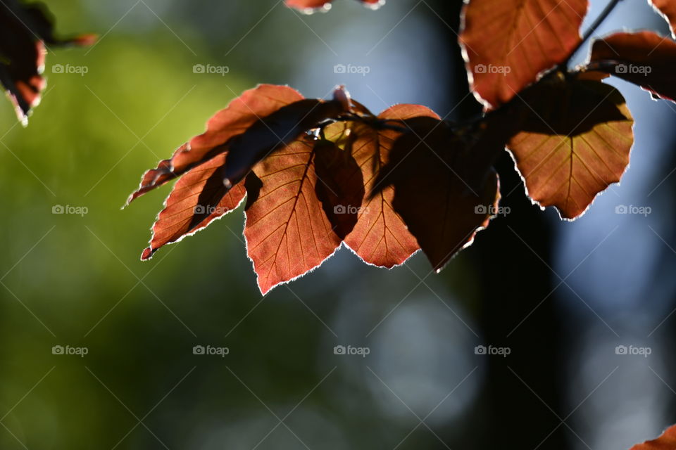 Colores Primaverales
Spring Colors