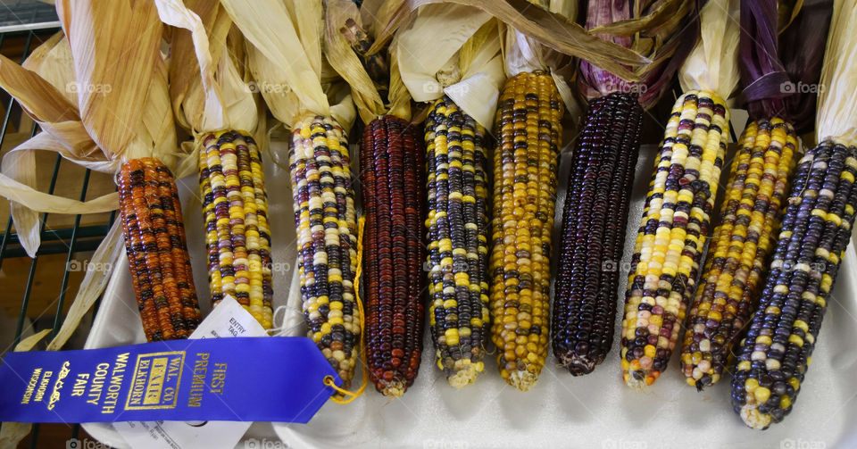 Blue ribbon multi colored corn on display at the fair