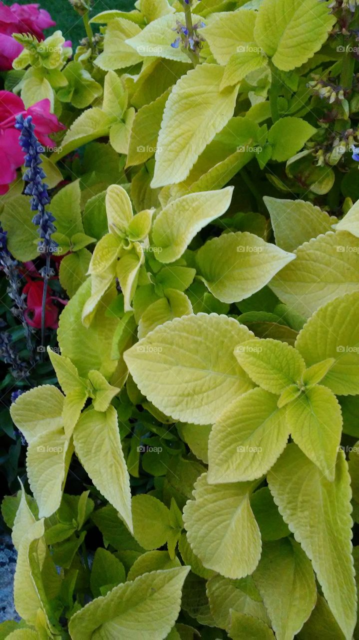 Leaf, Nature, Flora, No Person, Garden