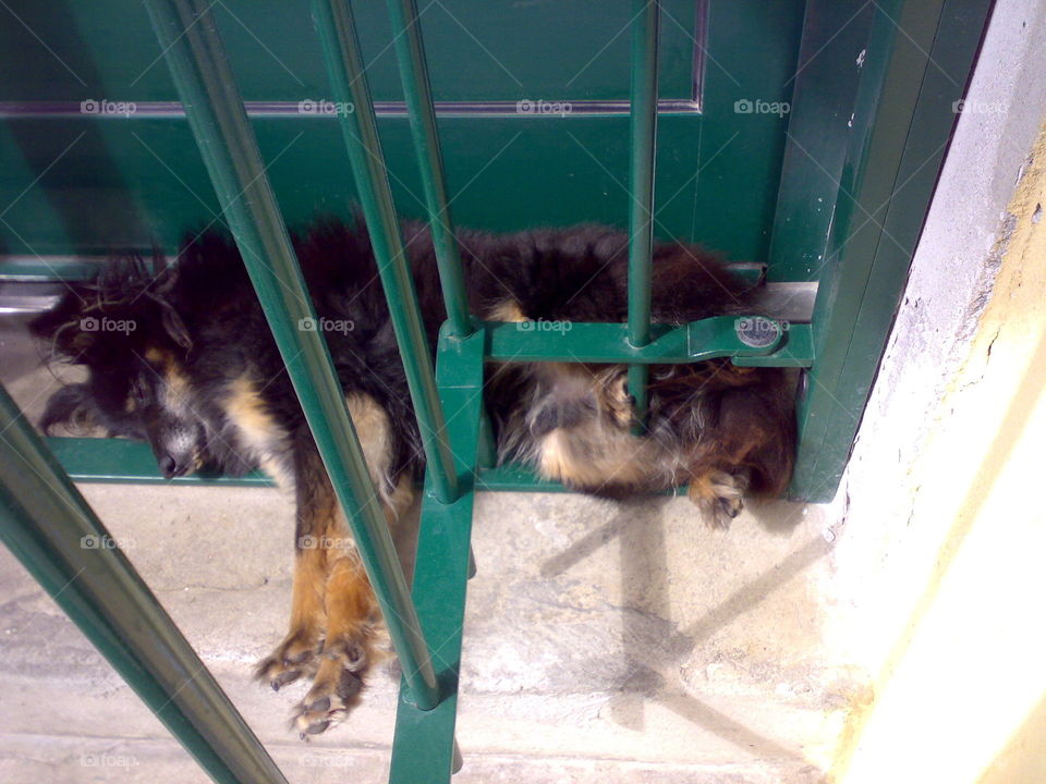 funny sleeping dog in "the cage"