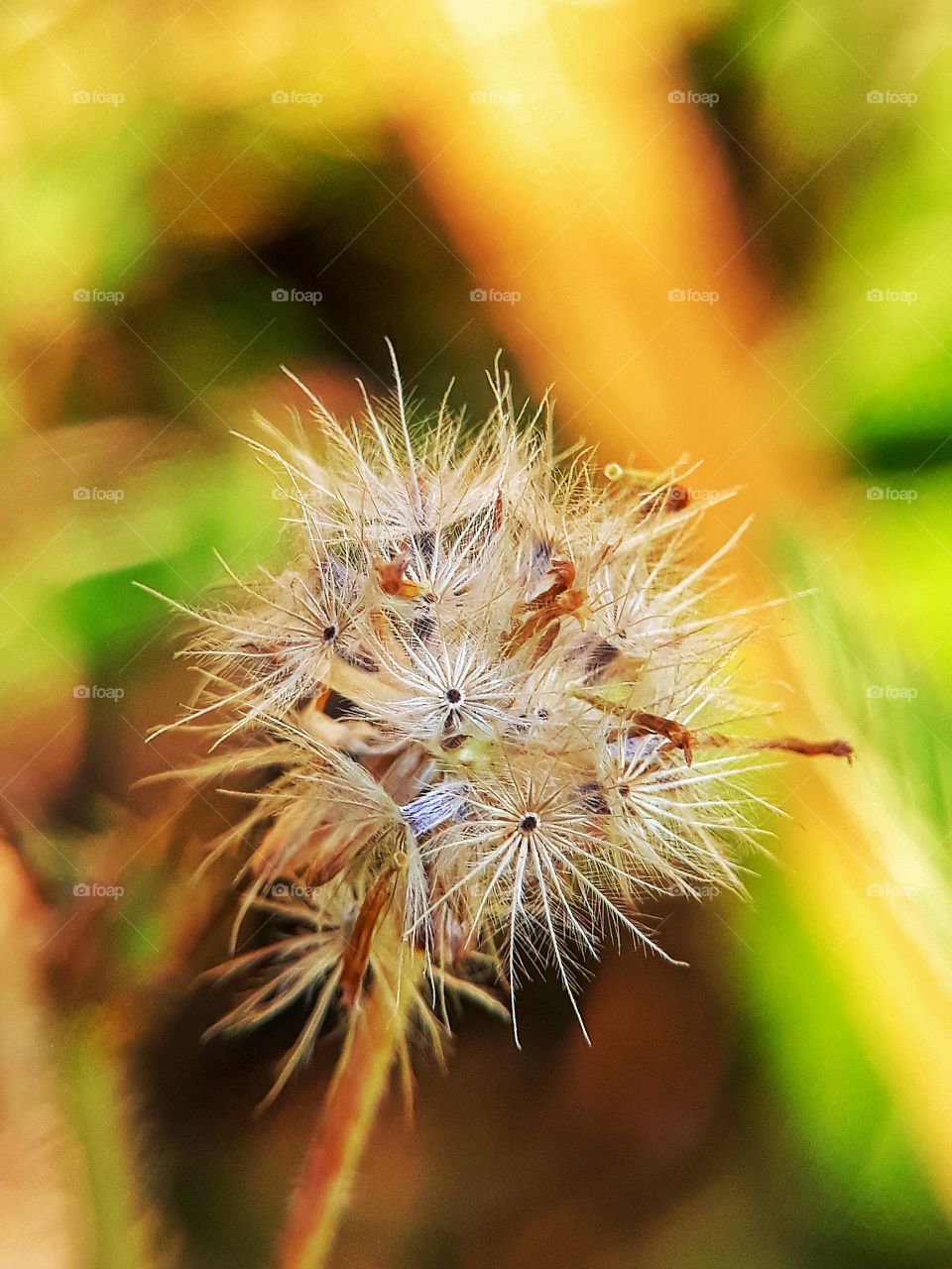 Dandelion in detail