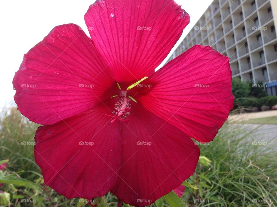 Giant Red Hibiscus