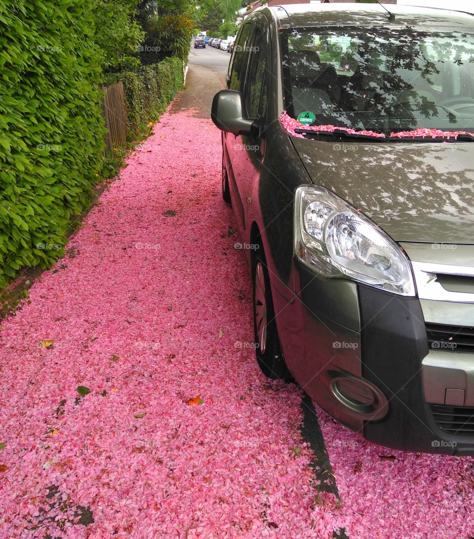 Kirschblüte mit Auto
blooming with car