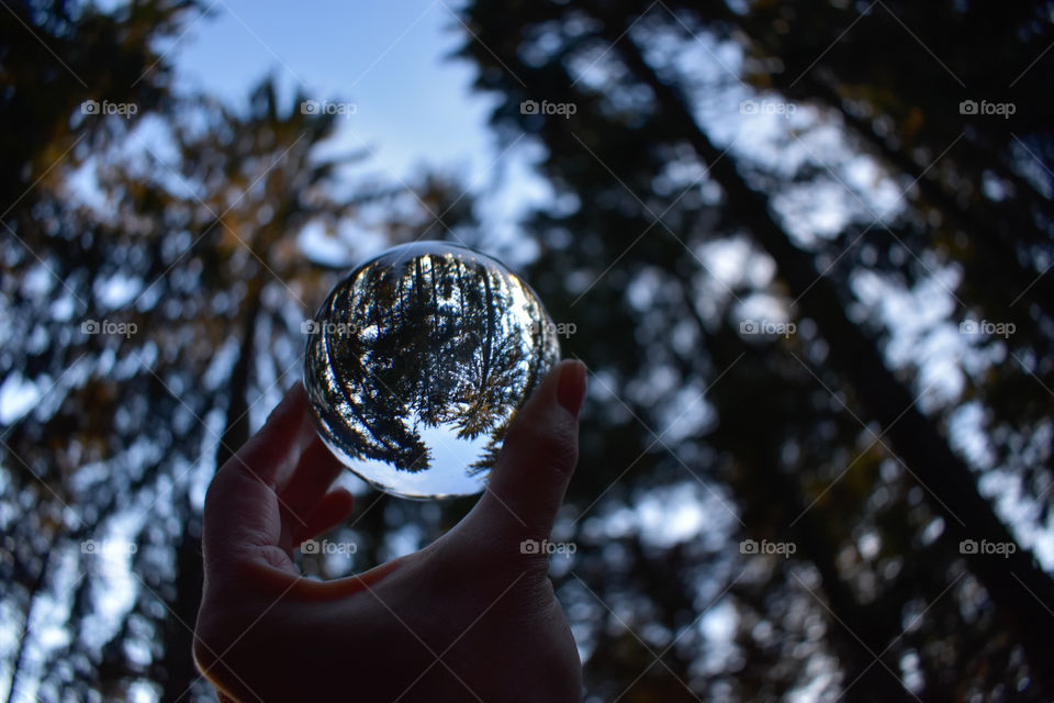 glass ball picture in the forrest