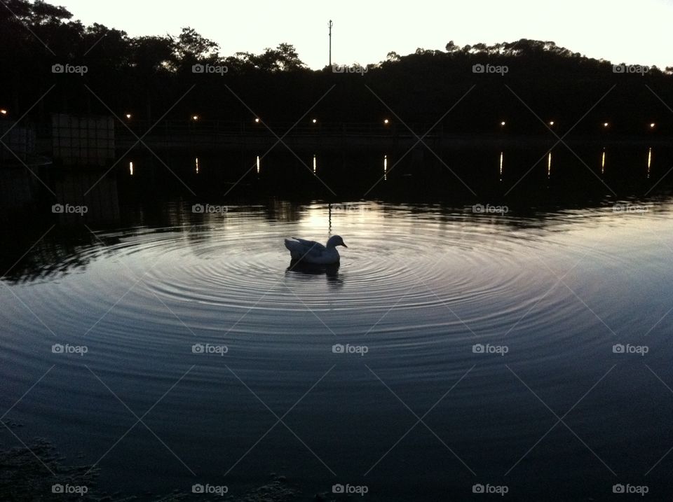 Duck alone in a lake