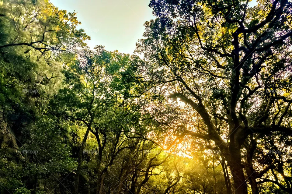 🌞 set