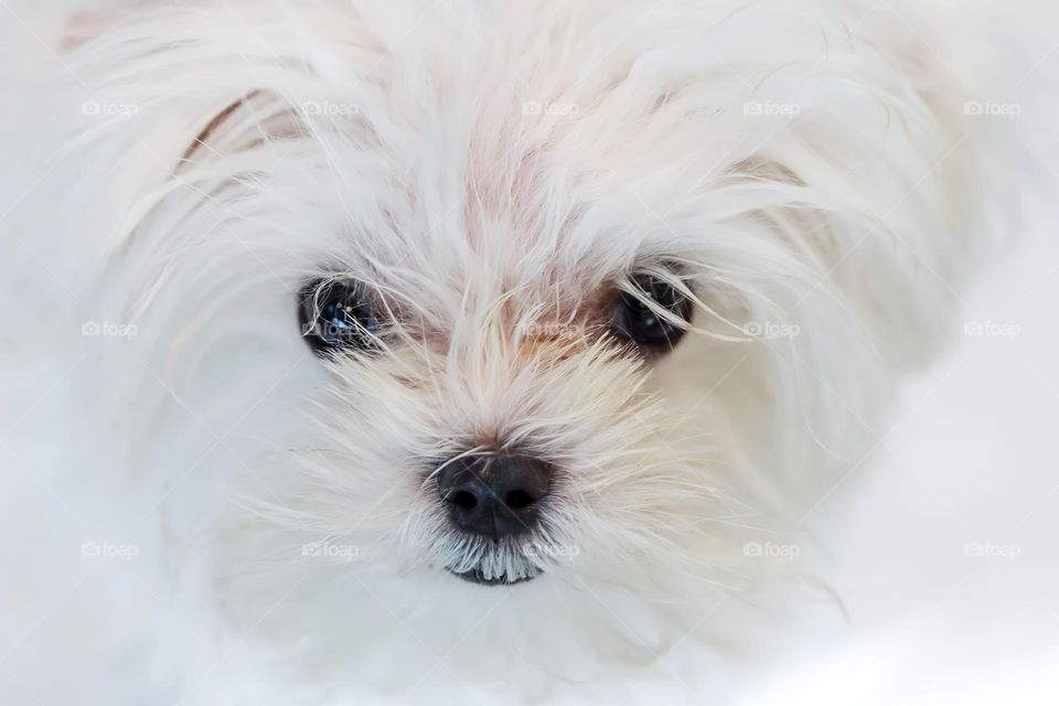 Cute little white dog