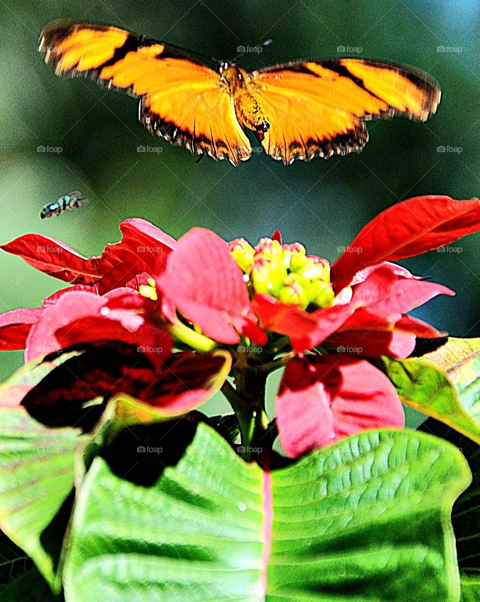 Flor, borboleta e mosca