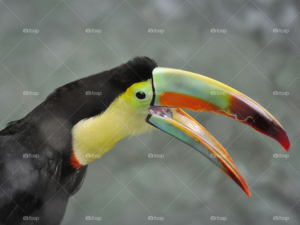 Toucan