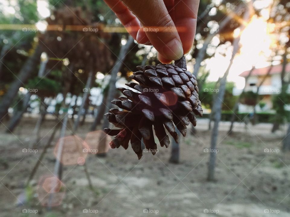 Human holding pine cone