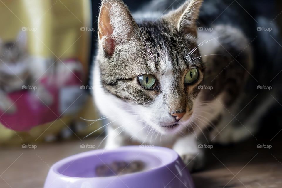 Tabby cat eats from bowl with bag of cat food in background 