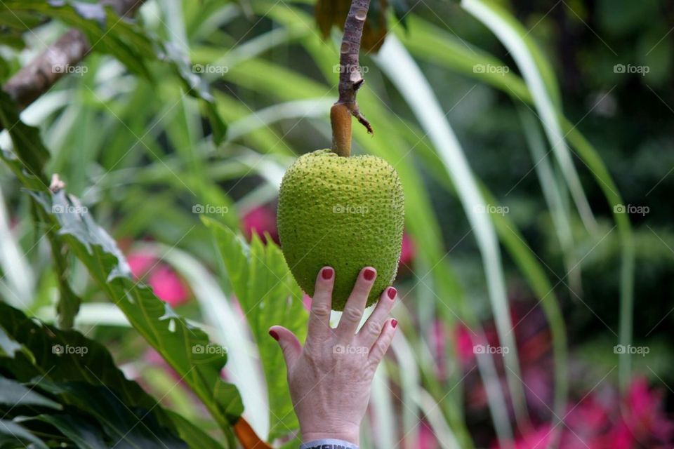 Honduras Fruit