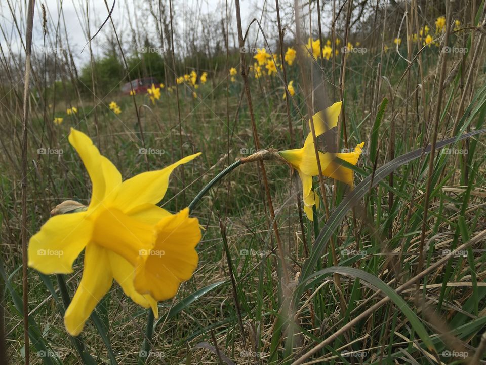 Daffodils 