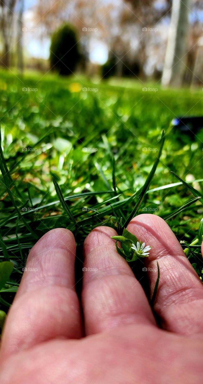 The smallest spring flower.