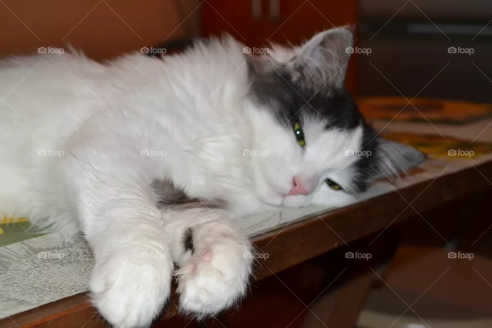cat