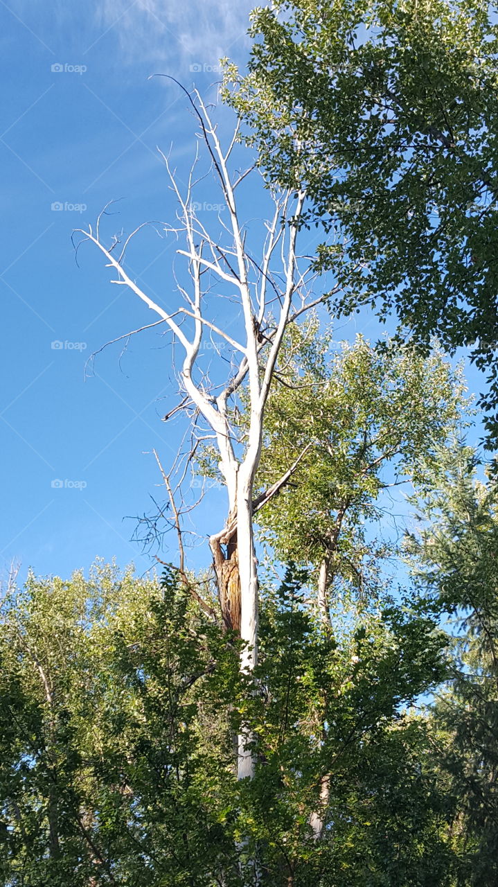 dead tree sky