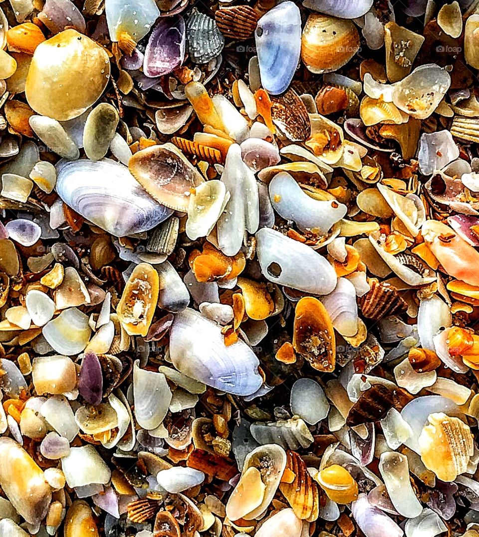 Where seashells congregate ...