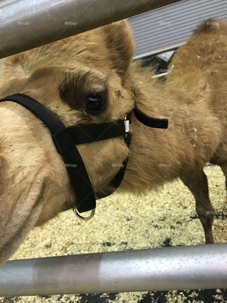 Hello camel
