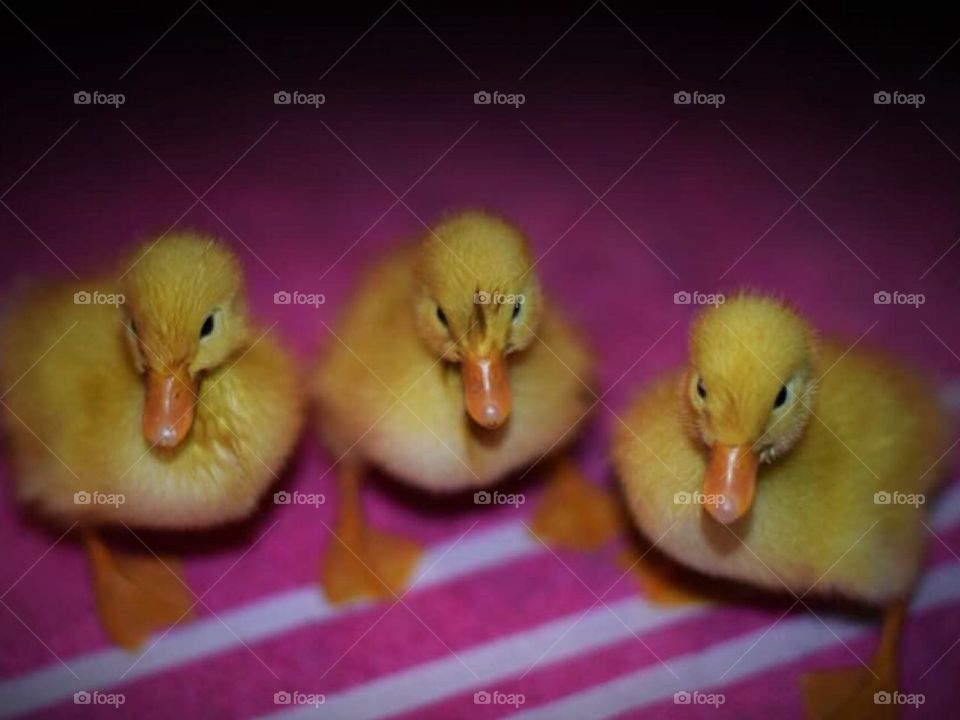 Baby ducks hatched out ourselves so cute! Peckin ducks 