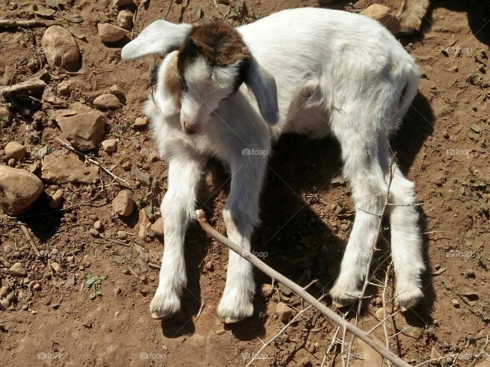 Beautiful sleepy lamb