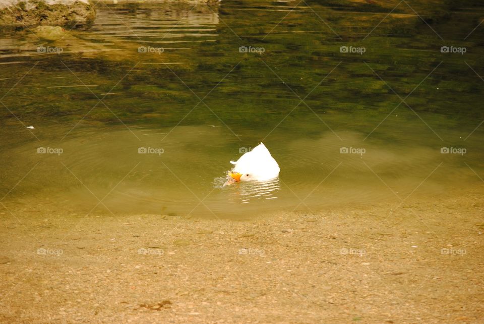 swimmer duckling