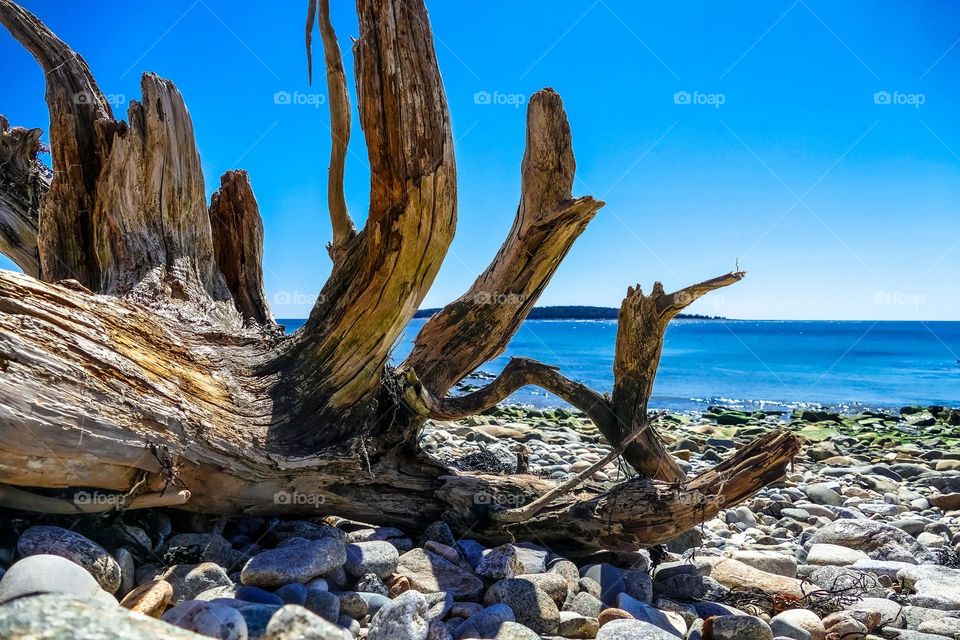 Driftwood Day.  A washed up tree stump on a beach creates a unique foreground against the ocean blue.